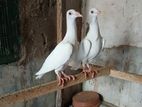 English Carrier Pigeons