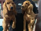 Cocker Spaniel Puppies