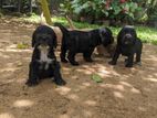 English Cocker Spaniel Black Colour Female Puppy