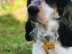 English Cocker Spaniel for Crossing