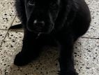 English Cocker Spaniel Puppies