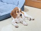 English Cocker Spaniel