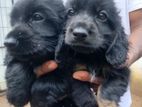 English Cocker Spaniel