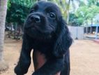 English cocker spaniel