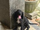 English Cocker Spaniel Puppies