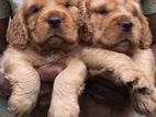 English Cocker Spaniel Puppies