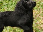 English Cocker Spaniel Puppies