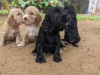 English Cocker Spaniel Puppies