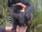 English Cocker Spaniel Puppies