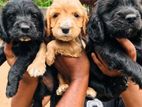 English cocker spaniel puppies