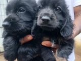 English Cocker Spaniel Puppies