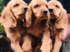 English Cocker Spaniel Puppies