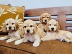 English Cocker Spaniel Puppies