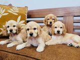 English Cocker Spaniel Puppies