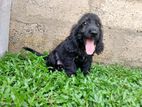 English Cocker Spaniel Puppies