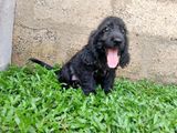 English Cocker Spaniel Puppies