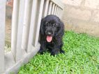 English Cocker Spaniel Puppies