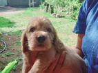 English Cocker Spaniel Puppies