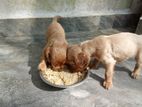 English Cocker Spaniel Puppies