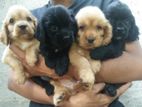 English Cocker Spaniel Puppies