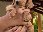 Cocker Spaniel Puppies