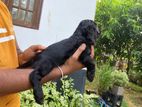 English Cocker Spaniel Puppies