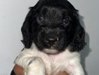 English Cocker Spaniel