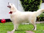 English Cream Golden Retriever for Crossing