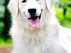 English Cream Golden Retriever for Crossing