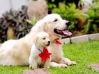 Golden Retriever for Crossing