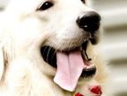 Golden Retriever for Crossing