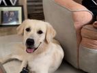 English Cream Golden Retriever