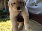 English Cream Golden Retriever Puppy