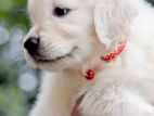 English Cream Golden Retriever Puppies