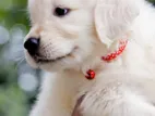 English Cream Golden Retriever Puppies