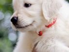 English Cream Golden Retriever Puppies