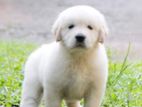 Golden retriever Puppies