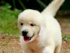 English Cream Golden Retriever Puppies