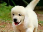 English Cream Golden Retriever Puppies