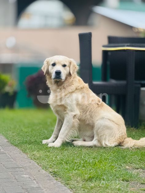 Rit Rever English Cream Golden Retriever Puppy for Sale in Kandy City | ikman