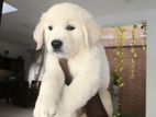 English Cream Retriever Puppies