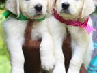English Cream Retriever Puppies