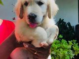 Golden Retriever Puppies