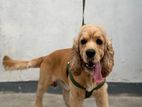 English Crocker Spaniel Male Dog for Stud (Crossing)