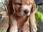 English Cocker Spaniel Puppy