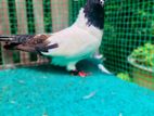 Male Pigeon