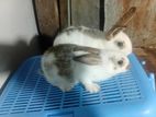 Rabbit Pair