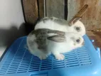 Rabbit Pair