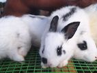 English pot bunnies