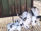 English Pot Kits Rabbit